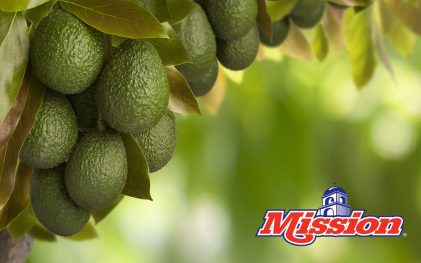 Avocados on a tree with mission avocado logo