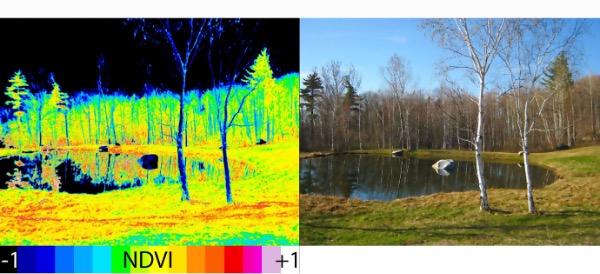 Two of the same image, showing unfiltered vs. NDVI spectrum view.