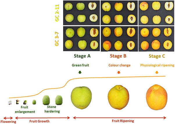 food quality experimental