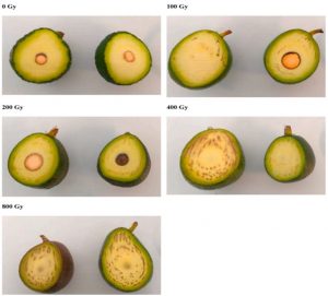 Images of the effects of gamma radiation on avocado flesh