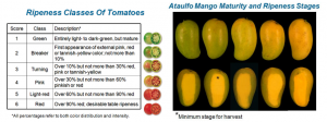 Table (ripeness classes of tomatoes) and images (Ataulfo Mango Maturity and Ripeness Stages)