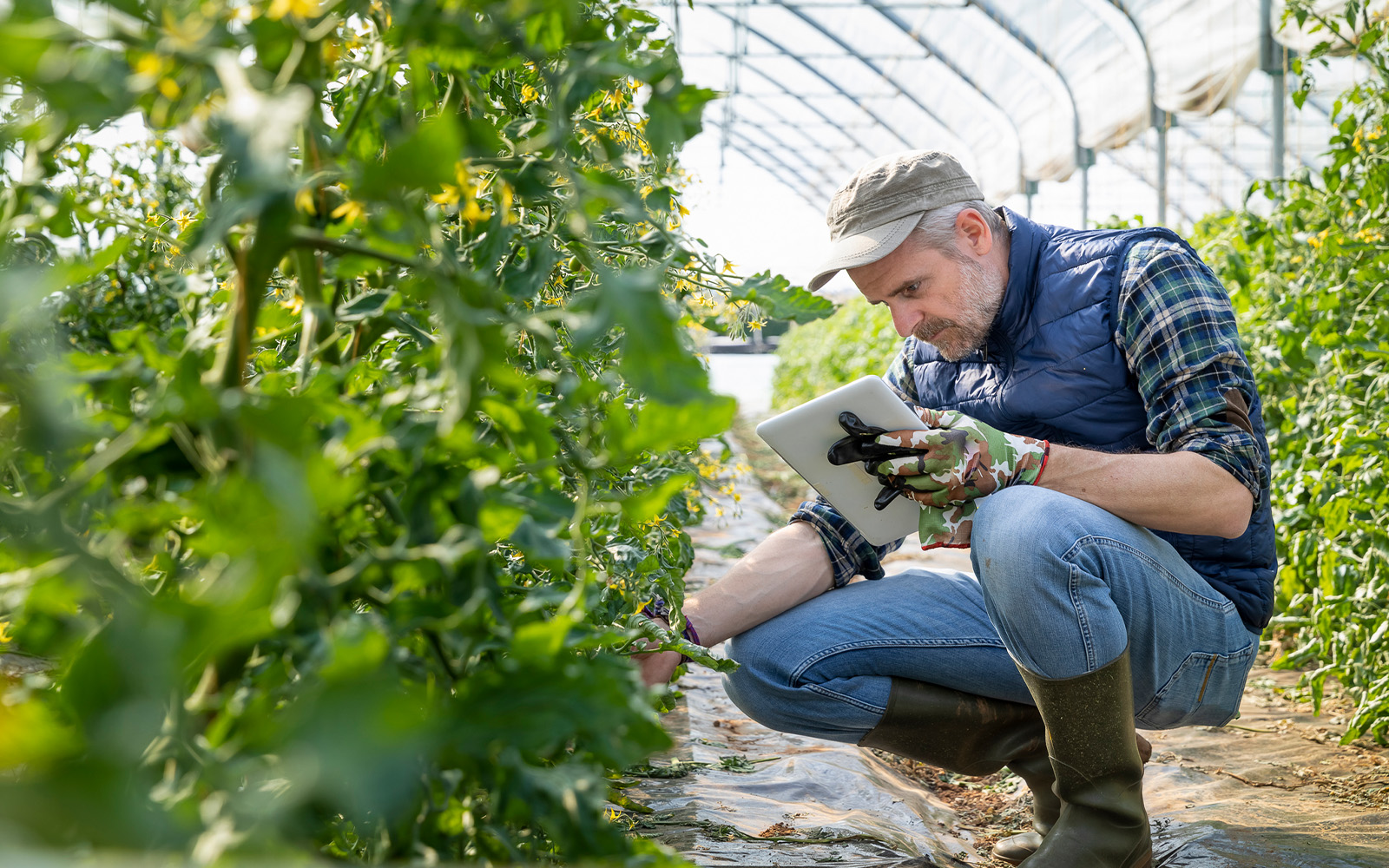 man assessing produce quality in a greenhouse