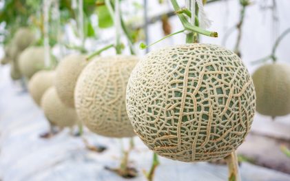 Cantaloupe melons growing in a greenhouse