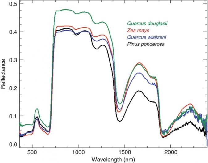 Line graph "Typical leaf spectra of evergreen and deciduous species, measured on field-grown leaves in June"