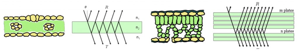 Schematic of a monocot and dicotyledon leaf with reflections produced.