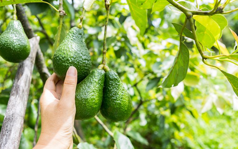 Improving Avocado Quality - Felix Instruments