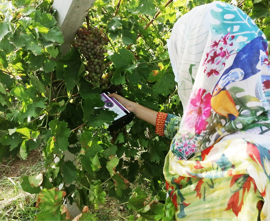 Post-harvest quality assurance