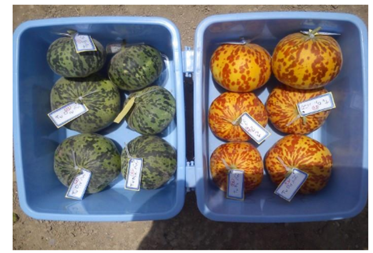 melon harvest maturity indices