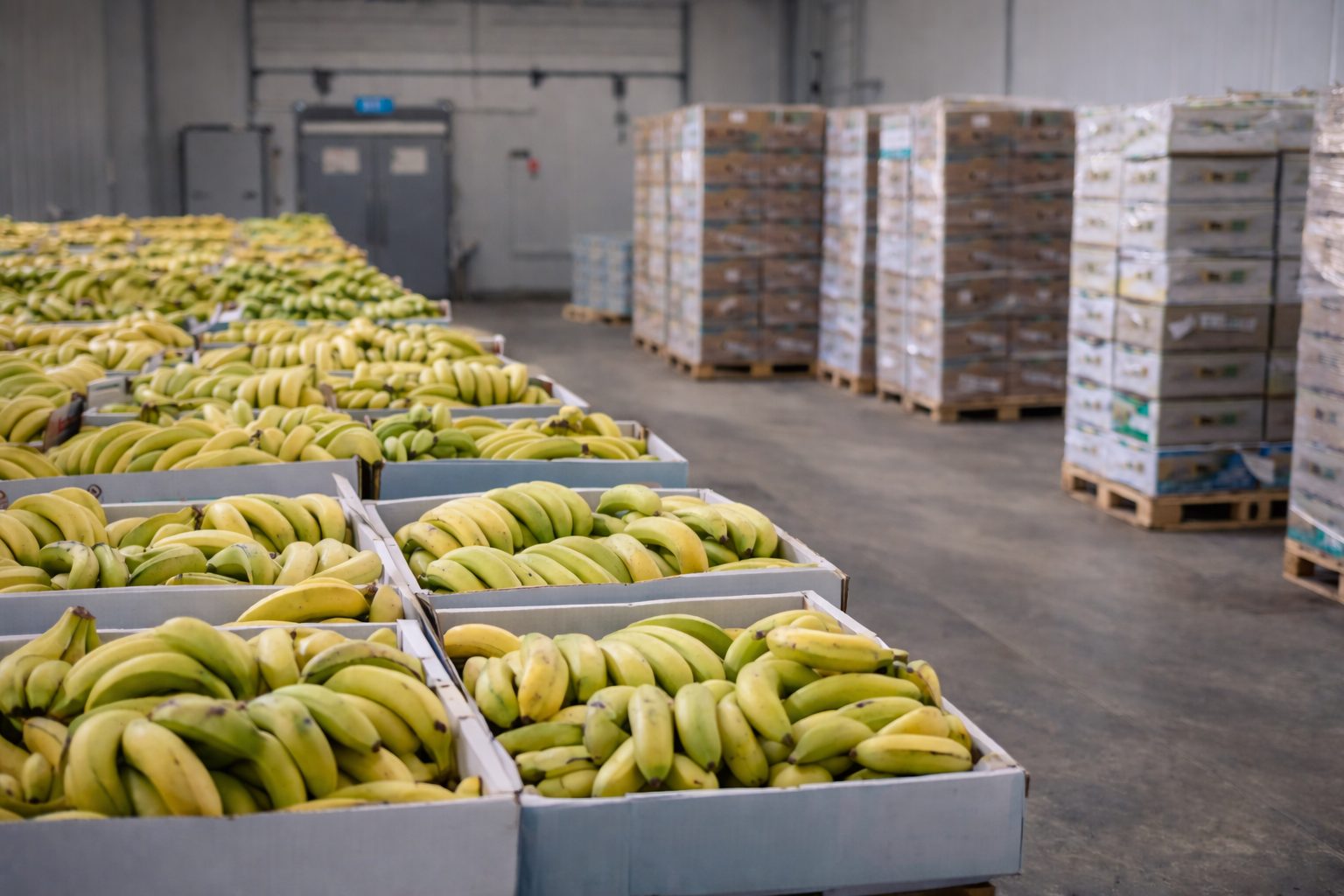 Buyer’s Checklist Ethylene Monitors for Ripening Rooms and CA Storage