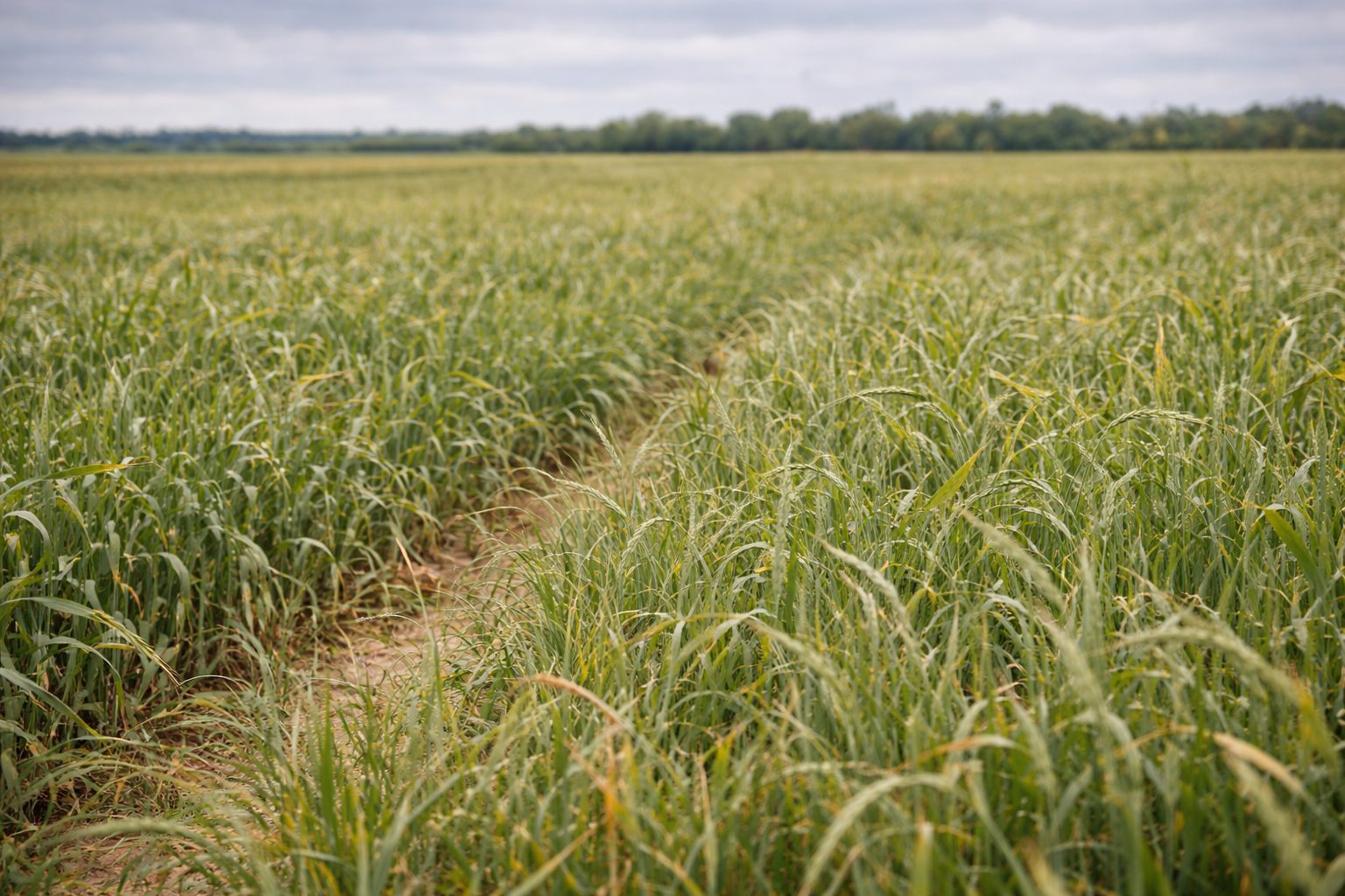 Choosing Between Multi-Gas and Single-Gas Instruments