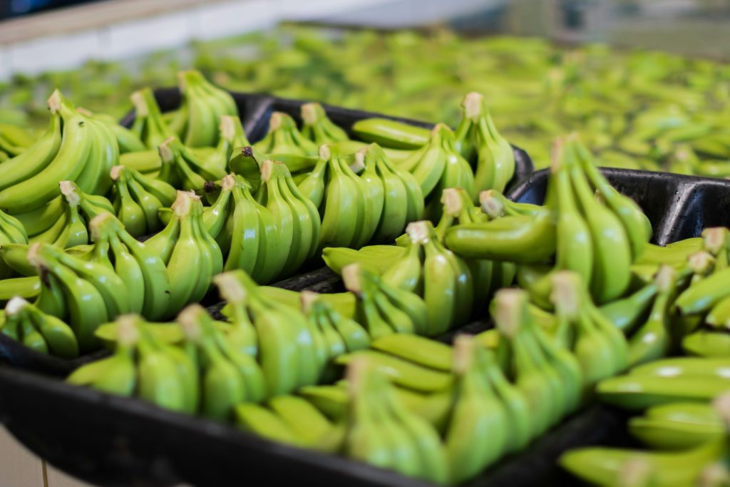 Ethylene in Ripening Rooms