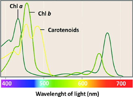 Spectrophotometry in 2021 | Tools for Applied Food Science ...