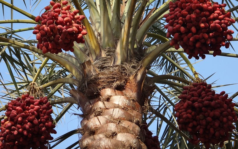 Near Infrared Spectroscopy In Date Fruits Tools For Applied Food Science Felixinstruments Com