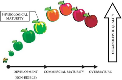 fruit maturity