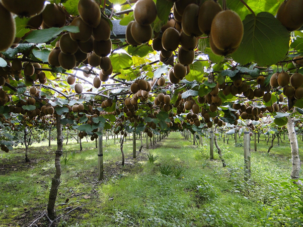 Organic Gold Kiwi (New Zealand), 1 lb, From Our Farmers