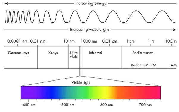 what is a spectrophotometer used for in biology