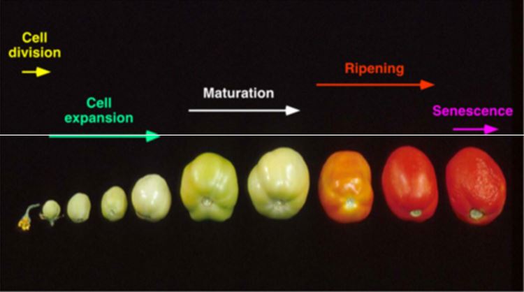 Growth Stages Of Fruit